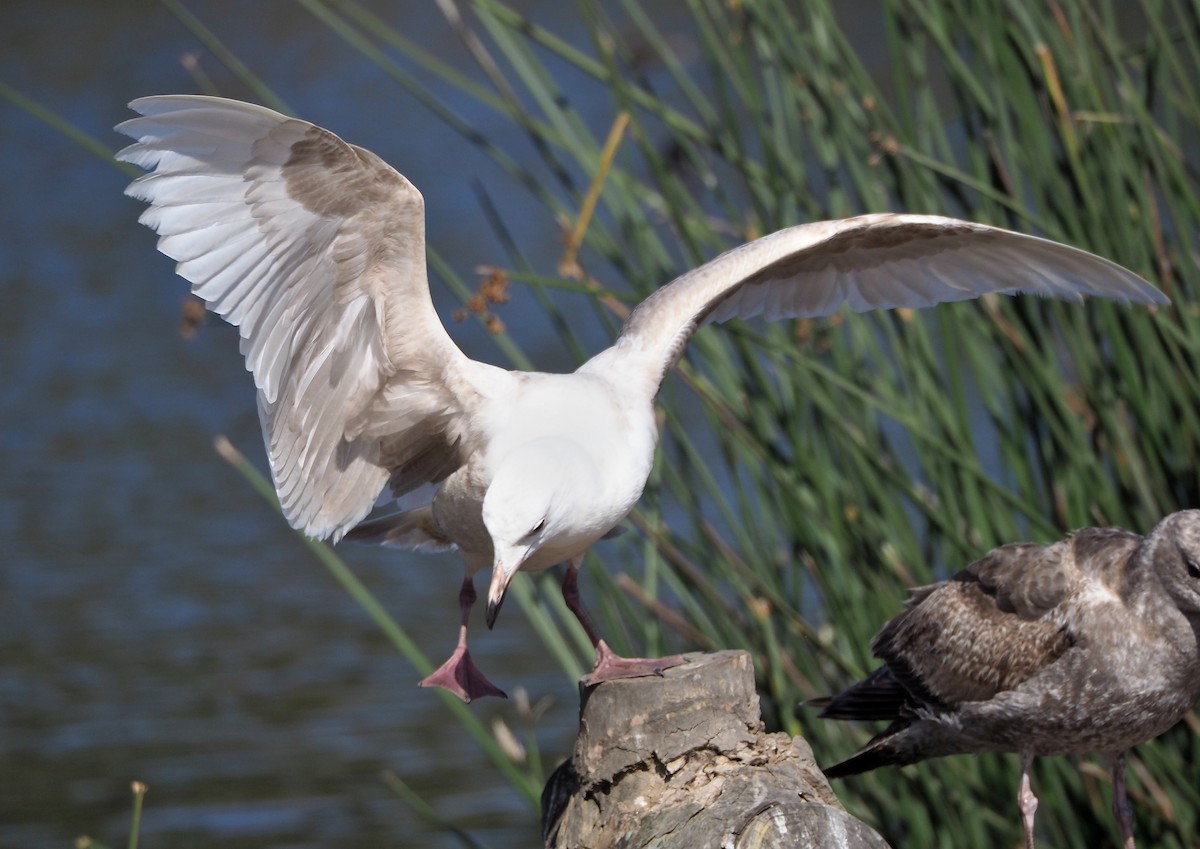 goéland sp. (Larus sp.) - ML434433661