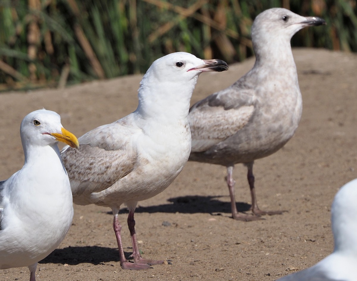 goéland sp. (Larus sp.) - ML434433691