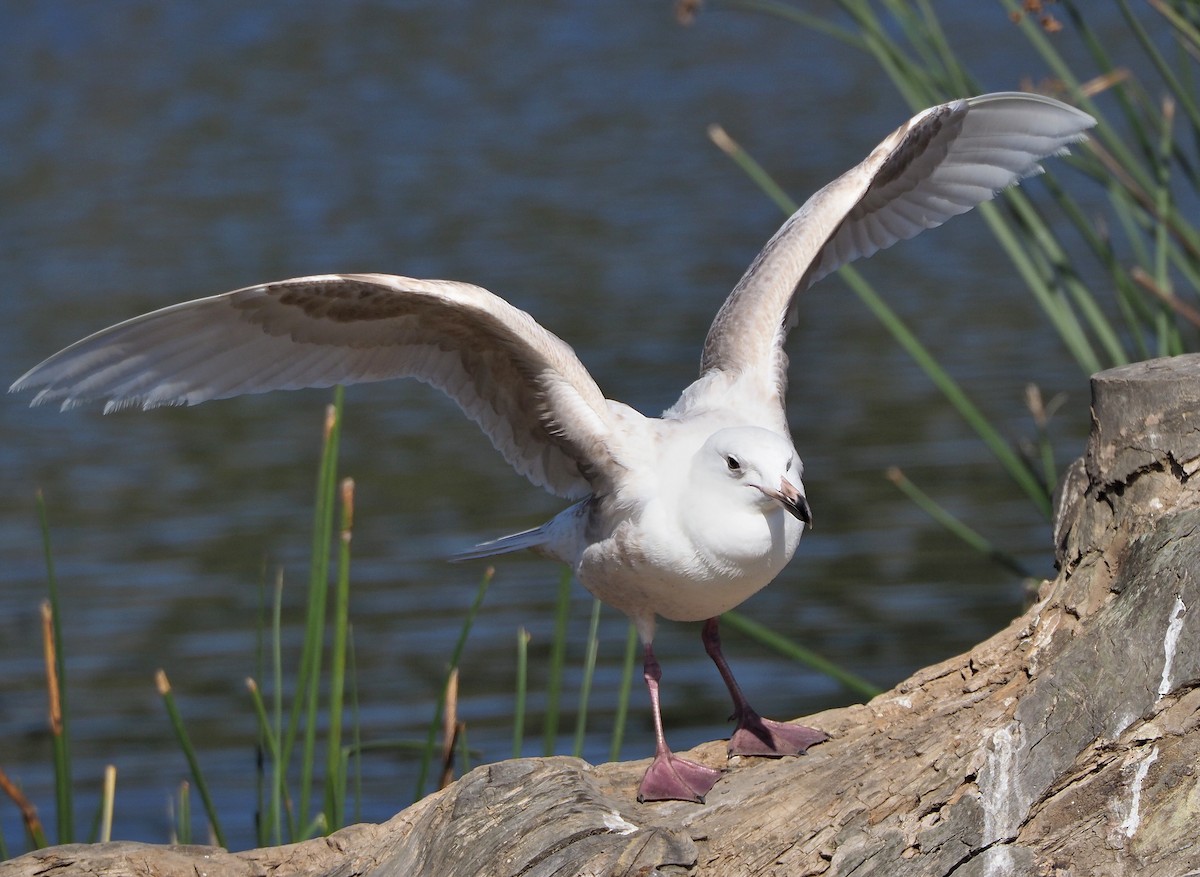 goéland sp. (Larus sp.) - ML434433711