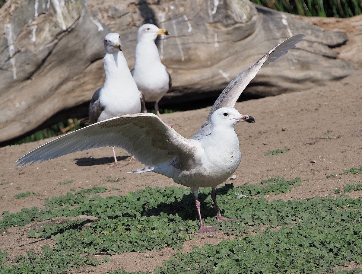 Larus sp. - ML434433821