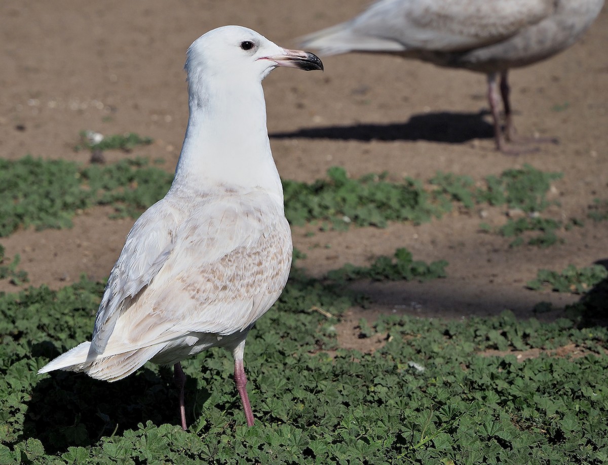 Larus sp. - Aidan Brubaker