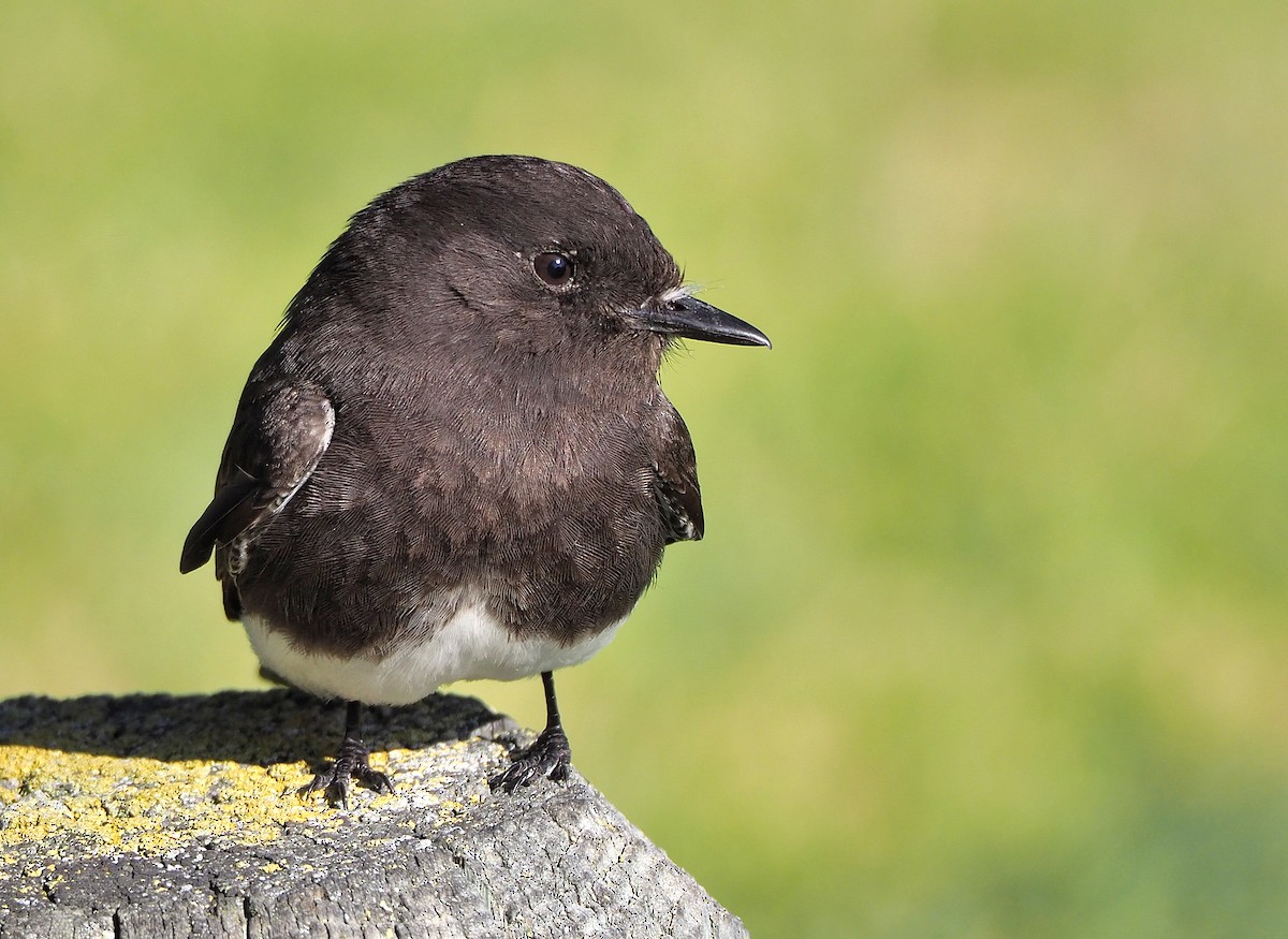 Black Phoebe - ML434433941