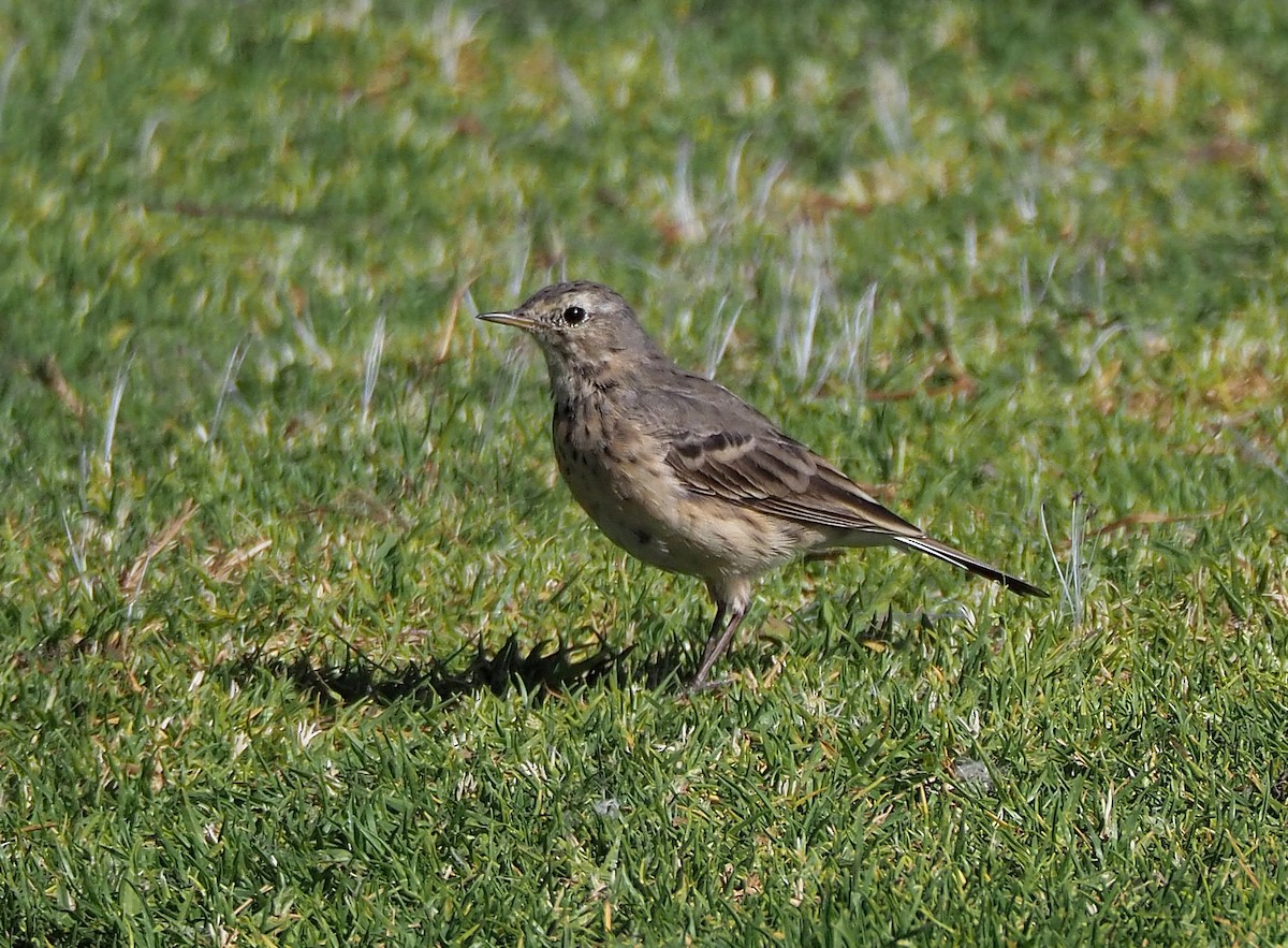 American Pipit - ML434434071