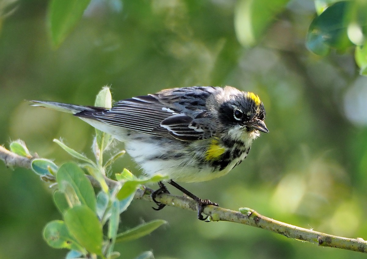 Yellow-rumped Warbler (Myrtle) - ML434434201