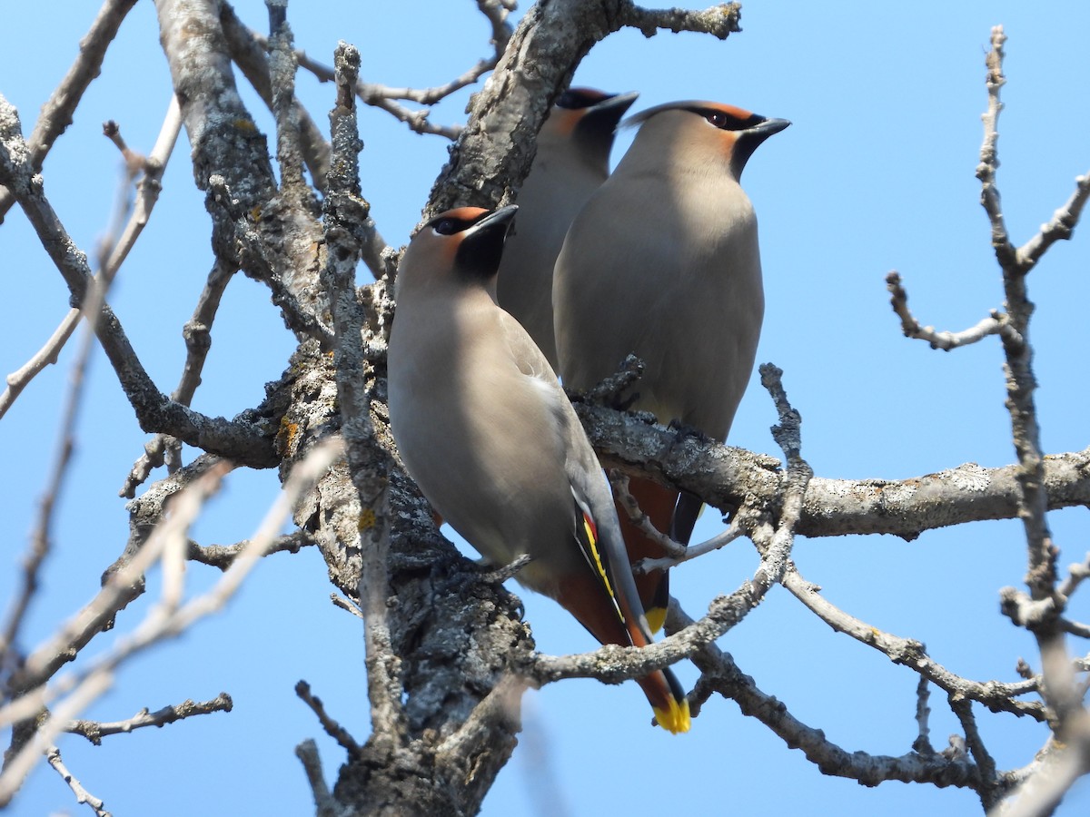 Bohemian Waxwing - Eric Lamond