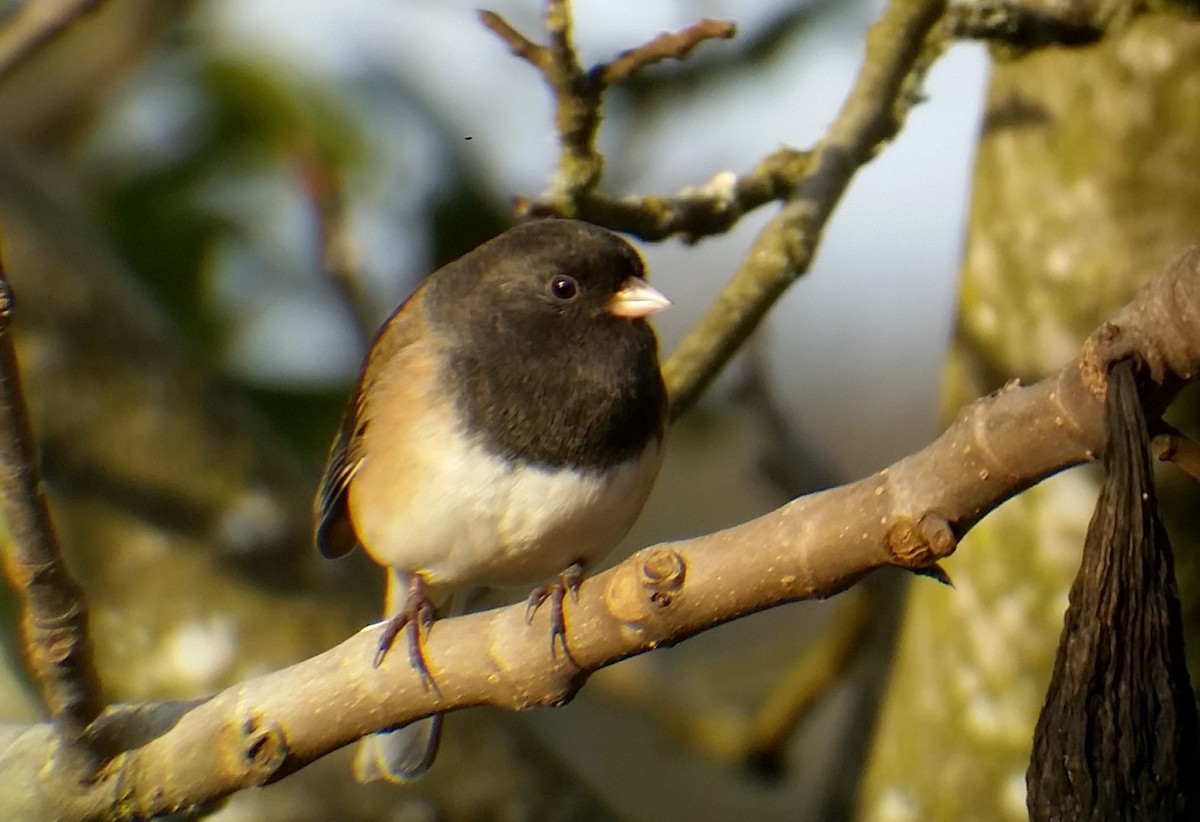 Dark-eyed Junco - Brown Bird