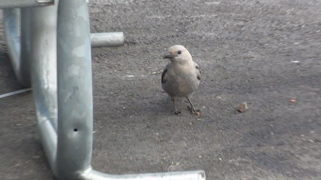 Clark's Nutcracker - ML434436271