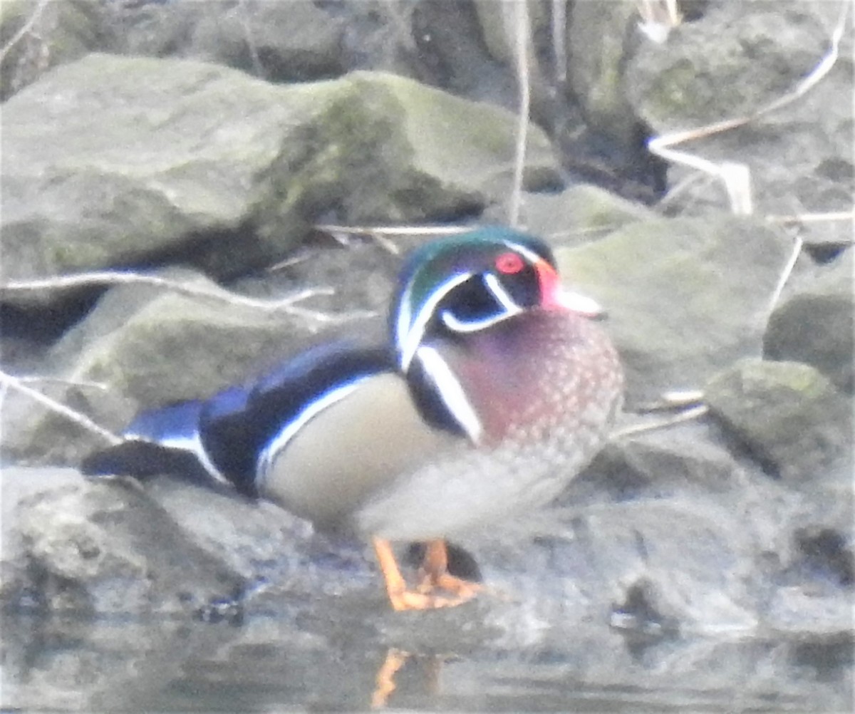 Wood Duck - ML434438331