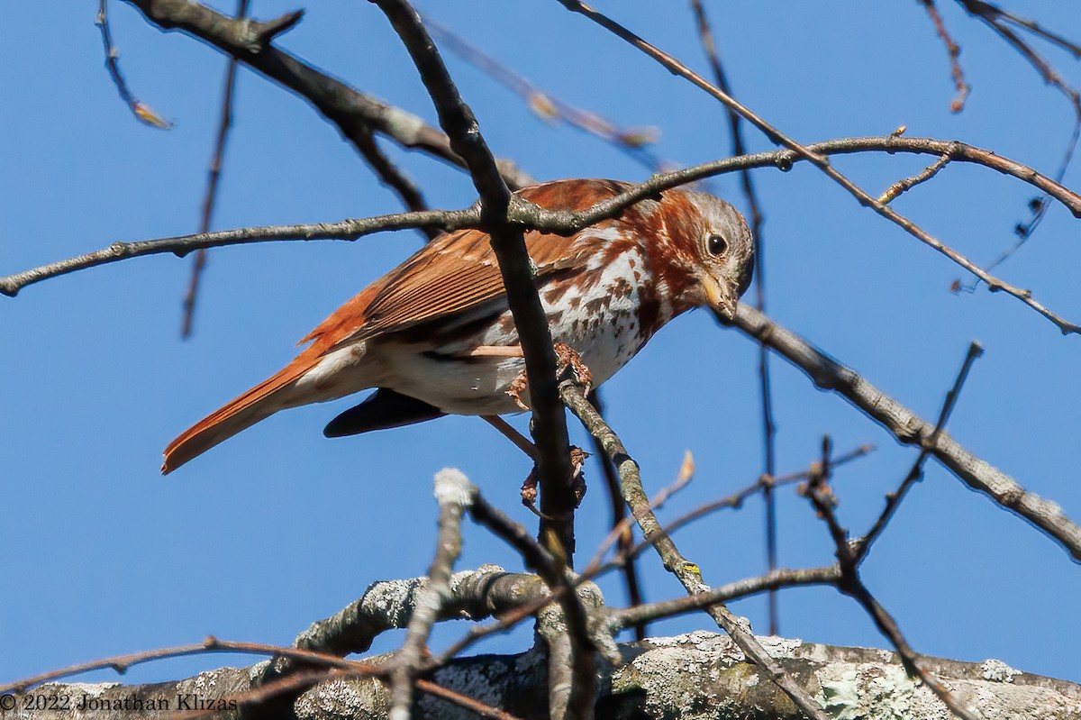 Fox Sparrow (Red) - ML434439251
