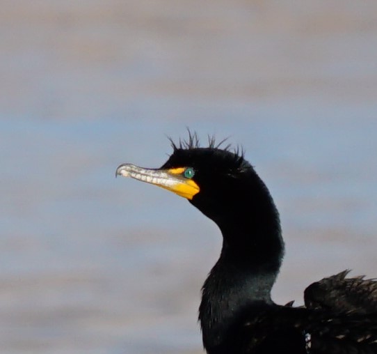 Double-crested Cormorant - linda p