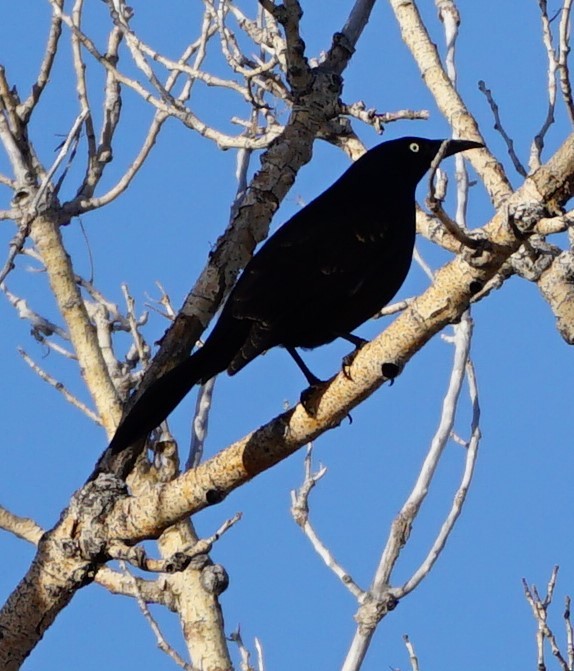 Common Grackle - ML434440371