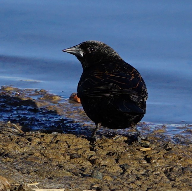 Red-winged Blackbird - ML434440481