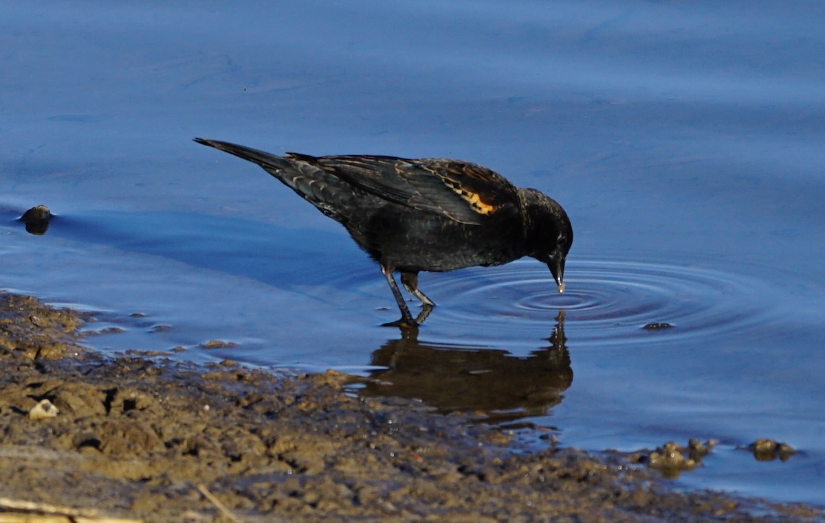 Red-winged Blackbird - ML434440491