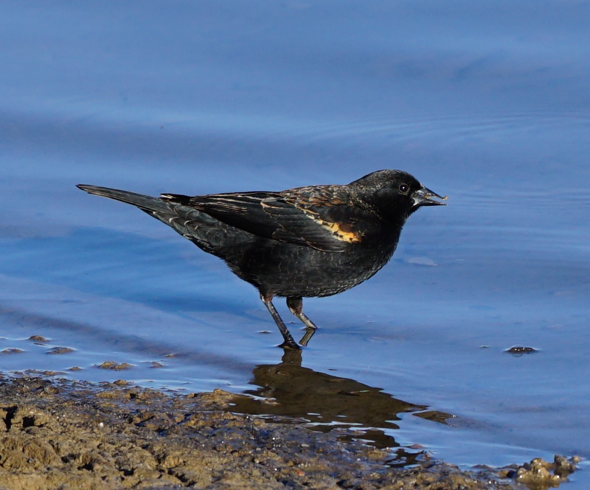 Red-winged Blackbird - ML434440511