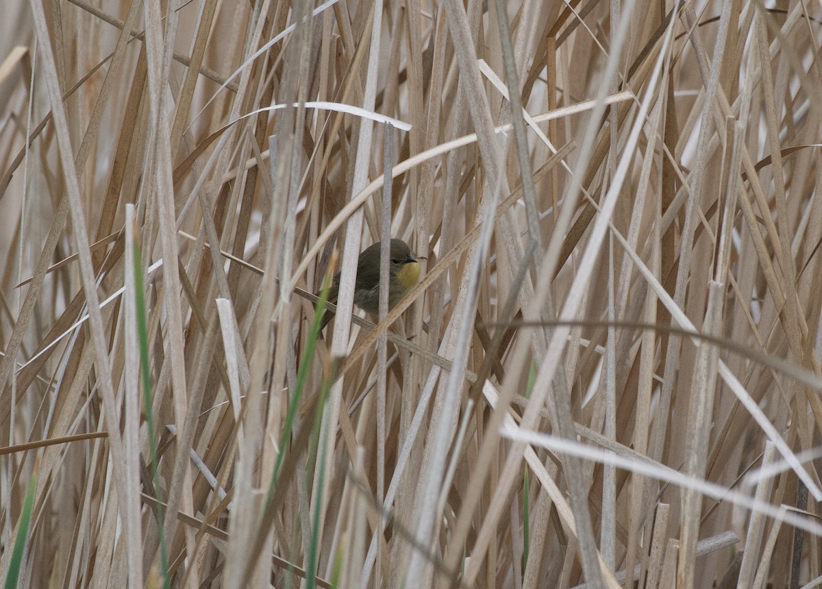 Paruline masquée - ML434441011