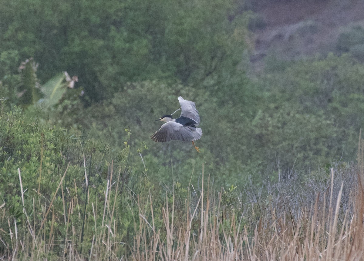 Black-crowned Night Heron - ML434441641