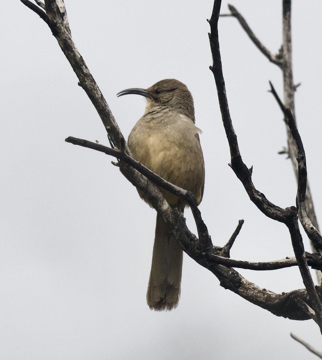 California Thrasher - ML434442641