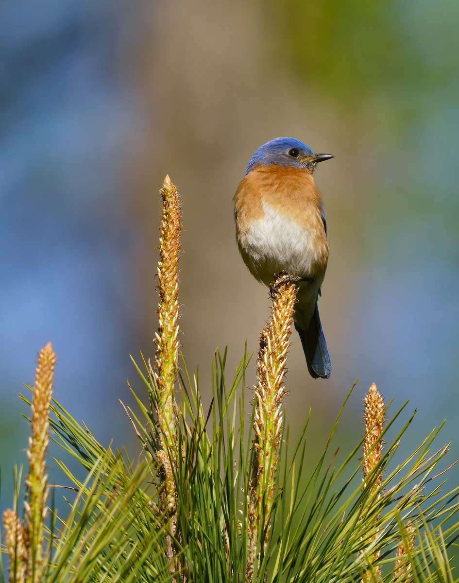Eastern Bluebird - ML434442691