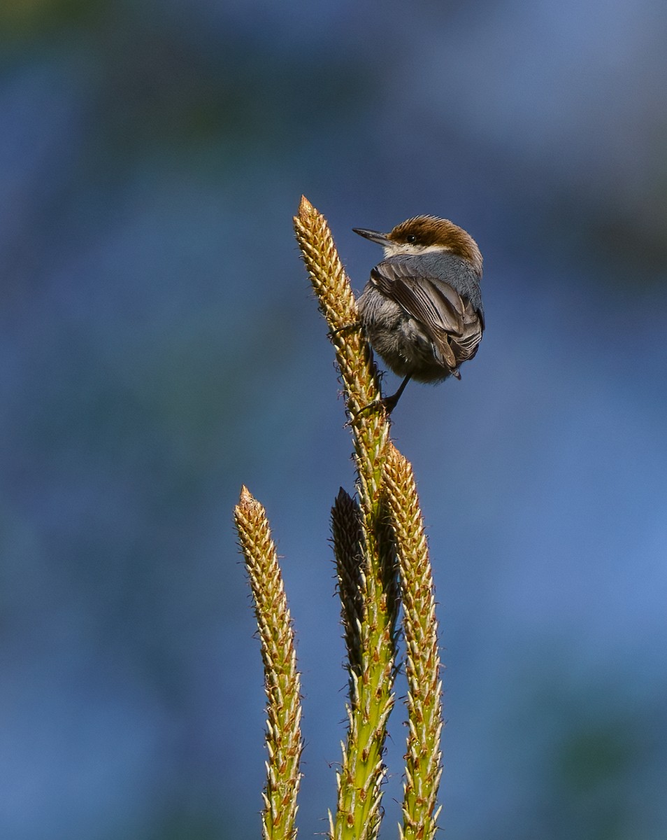 Brown-headed Nuthatch - ML434442811