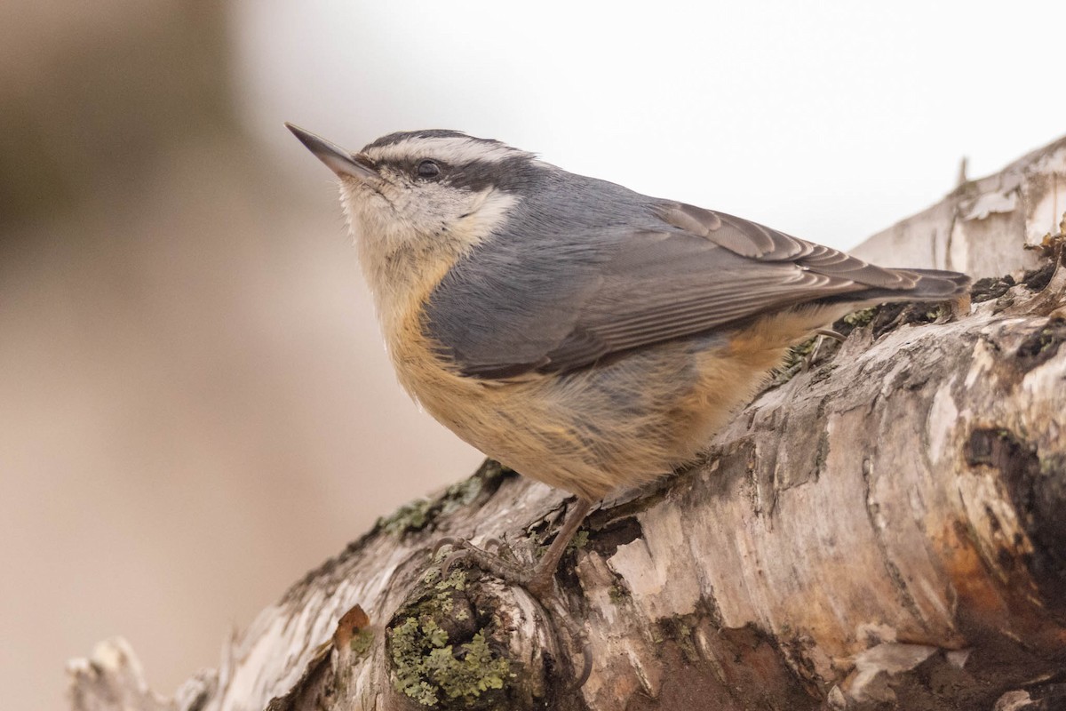 Red-breasted Nuthatch - ML434442861