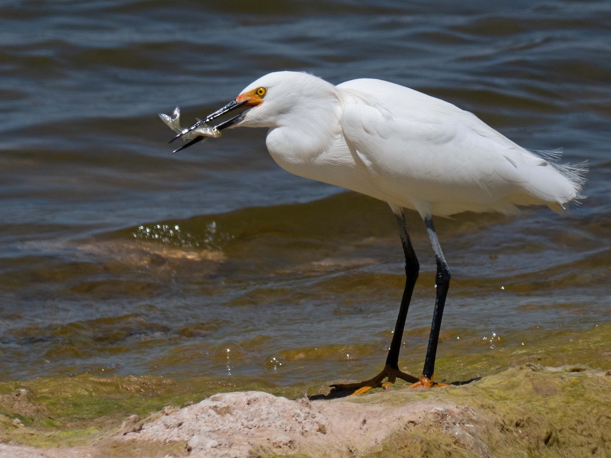 Snowy Egret - ML434443601