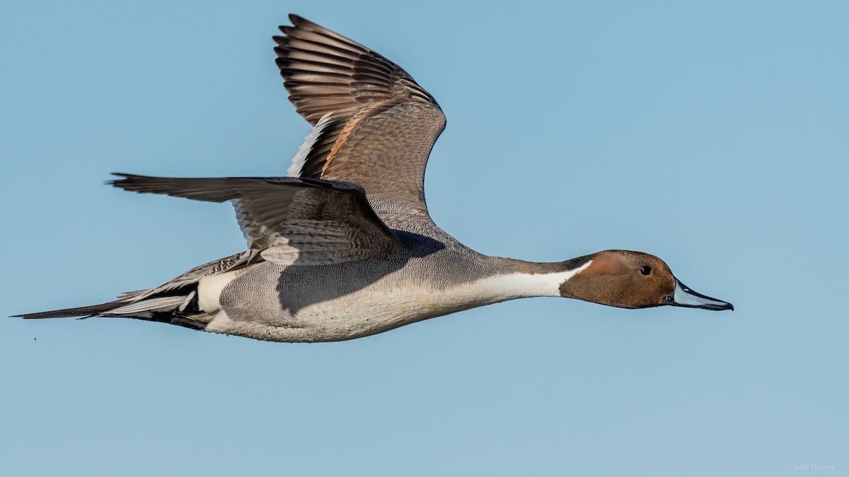 Northern Pintail - Seth Owens