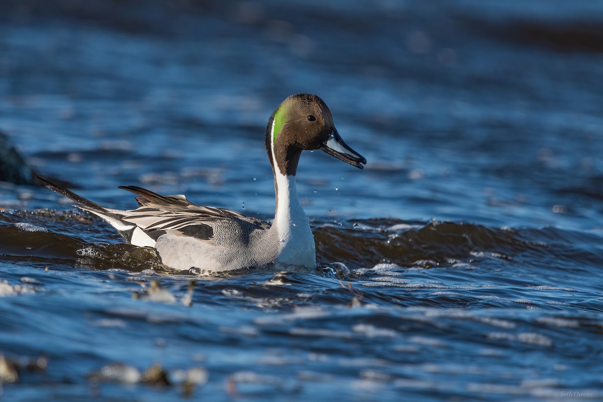 Northern Pintail - Seth Owens