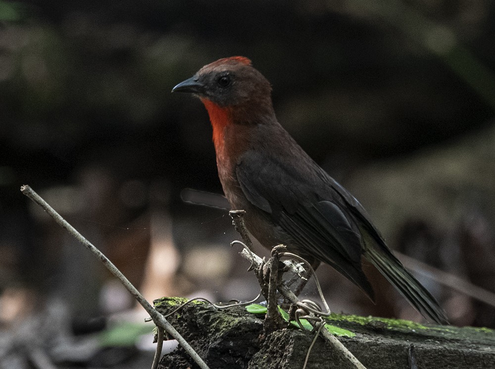 Red-throated Ant-Tanager (Red-throated) - Kermit  Nourse