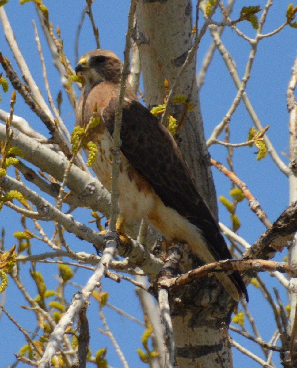 Swainson's Hawk - ML434444021