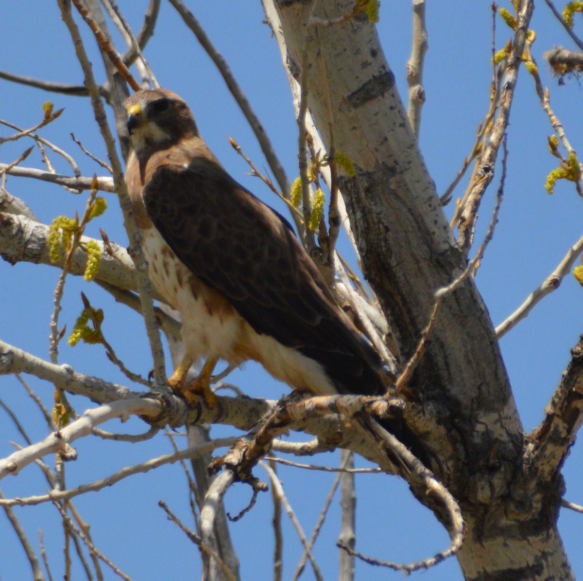 Swainson's Hawk - ML434444031