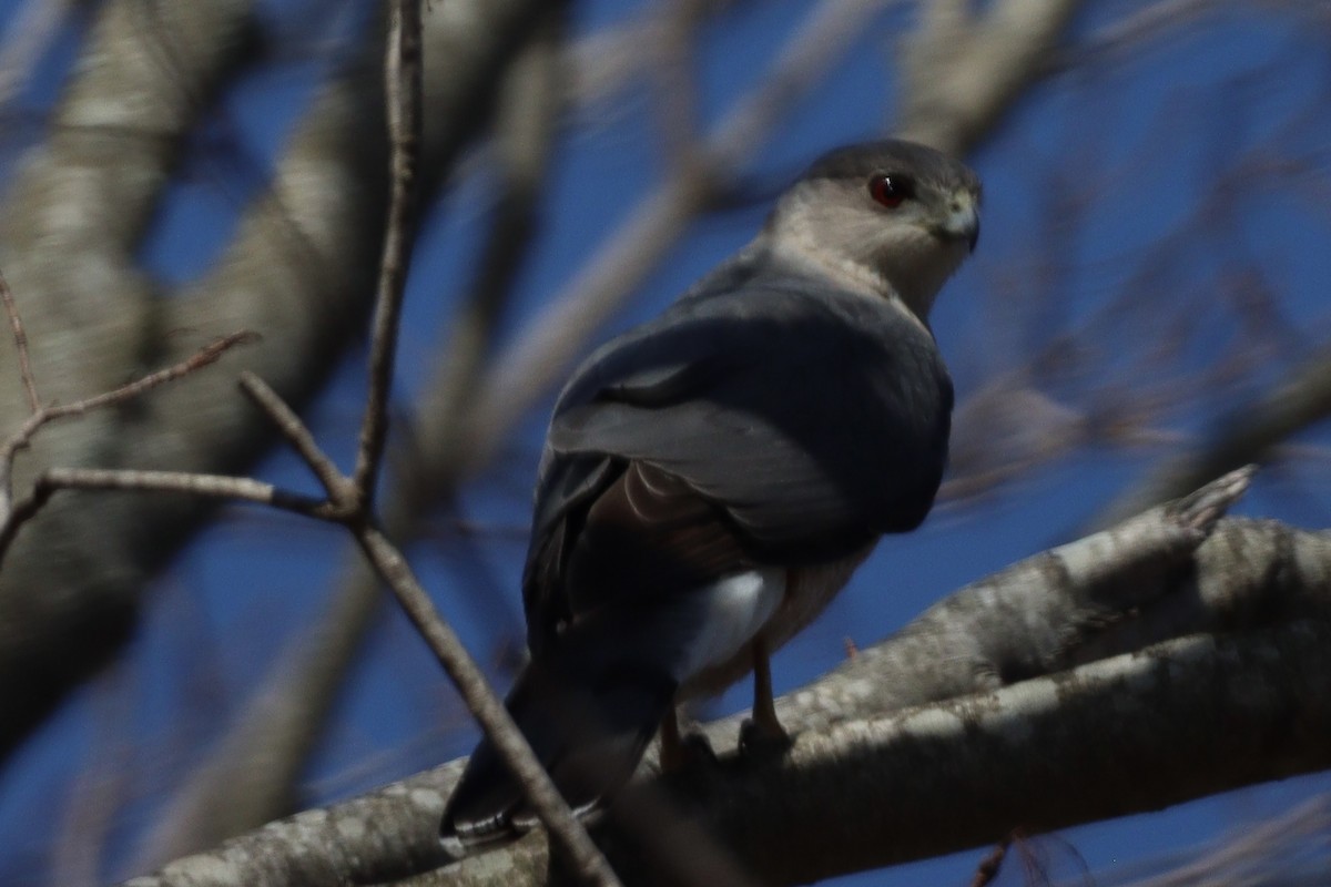 Cooper's Hawk - Liam Norton