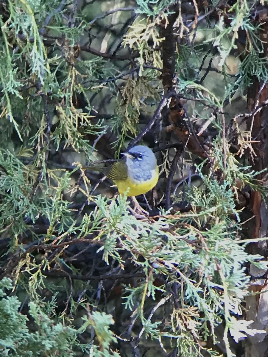 MacGillivray's Warbler - ML434445841
