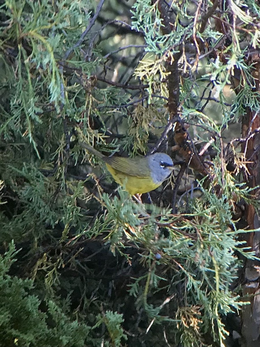 MacGillivray's Warbler - ML434445851