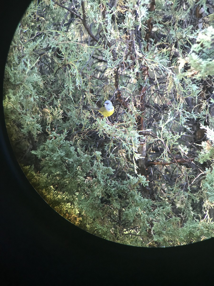 MacGillivray's Warbler - ML434445911