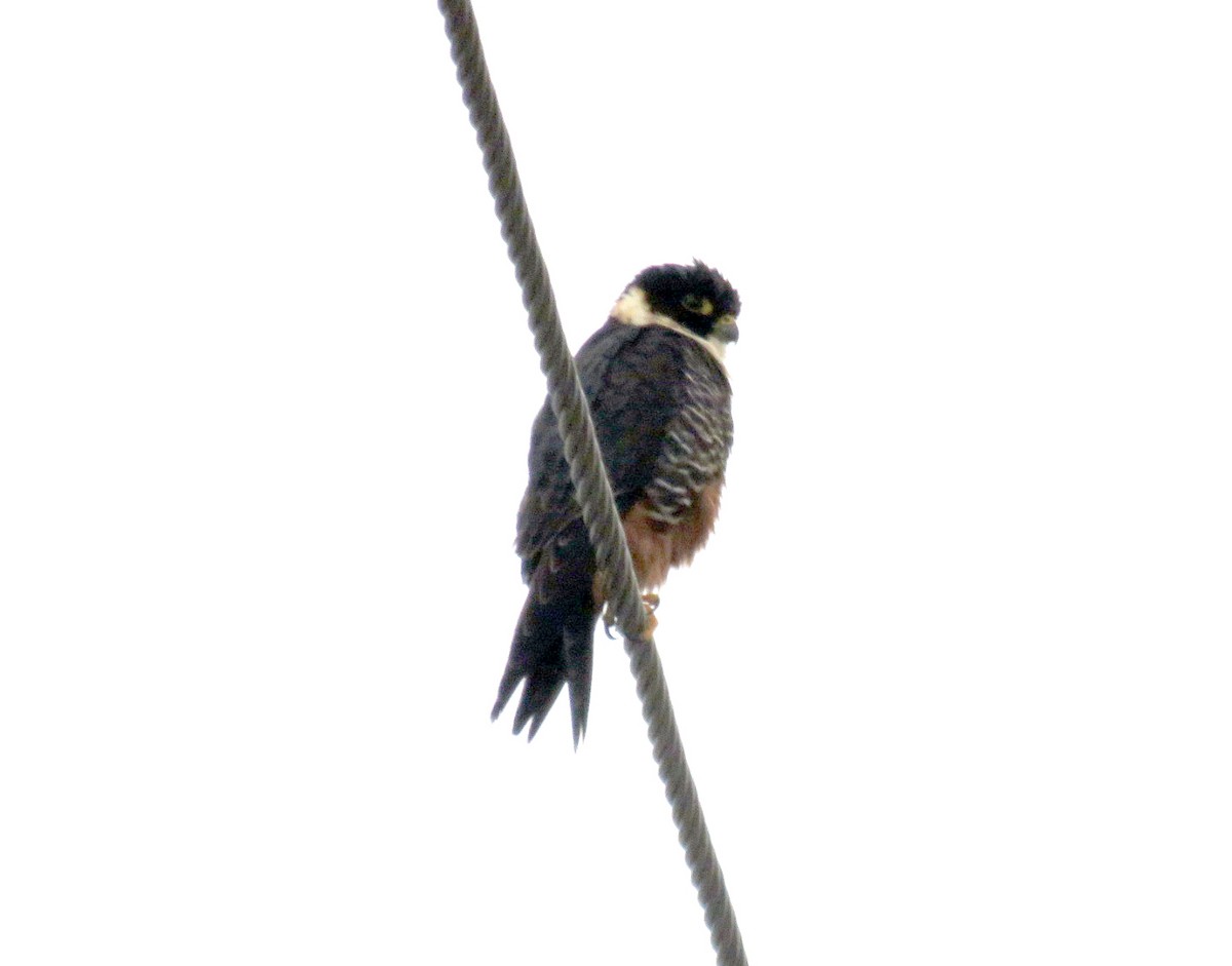 Bat Falcon - ML434445951