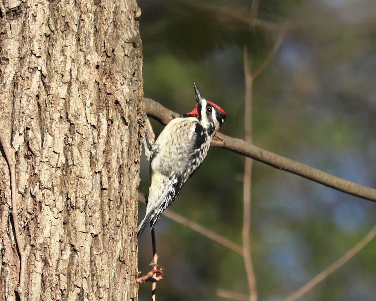 Yellow-bellied Sapsucker - ML434446301