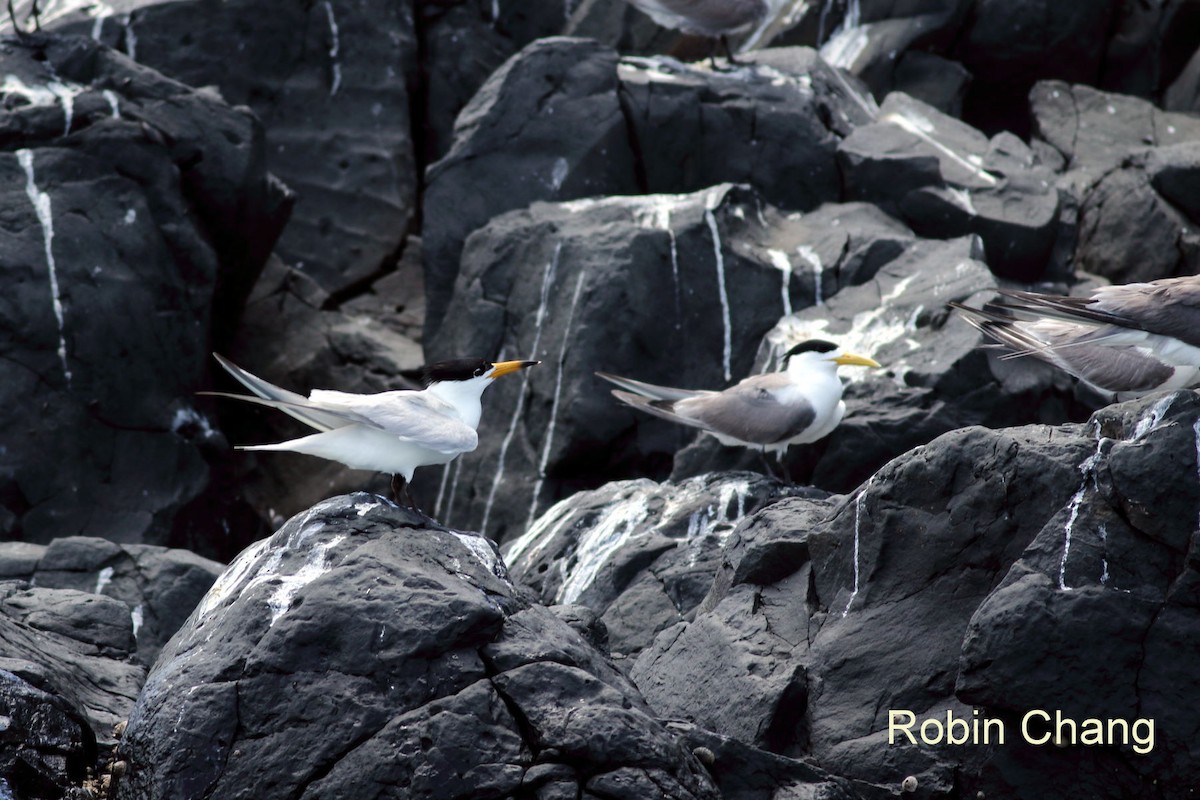 Chinese Crested Tern - ML43444721