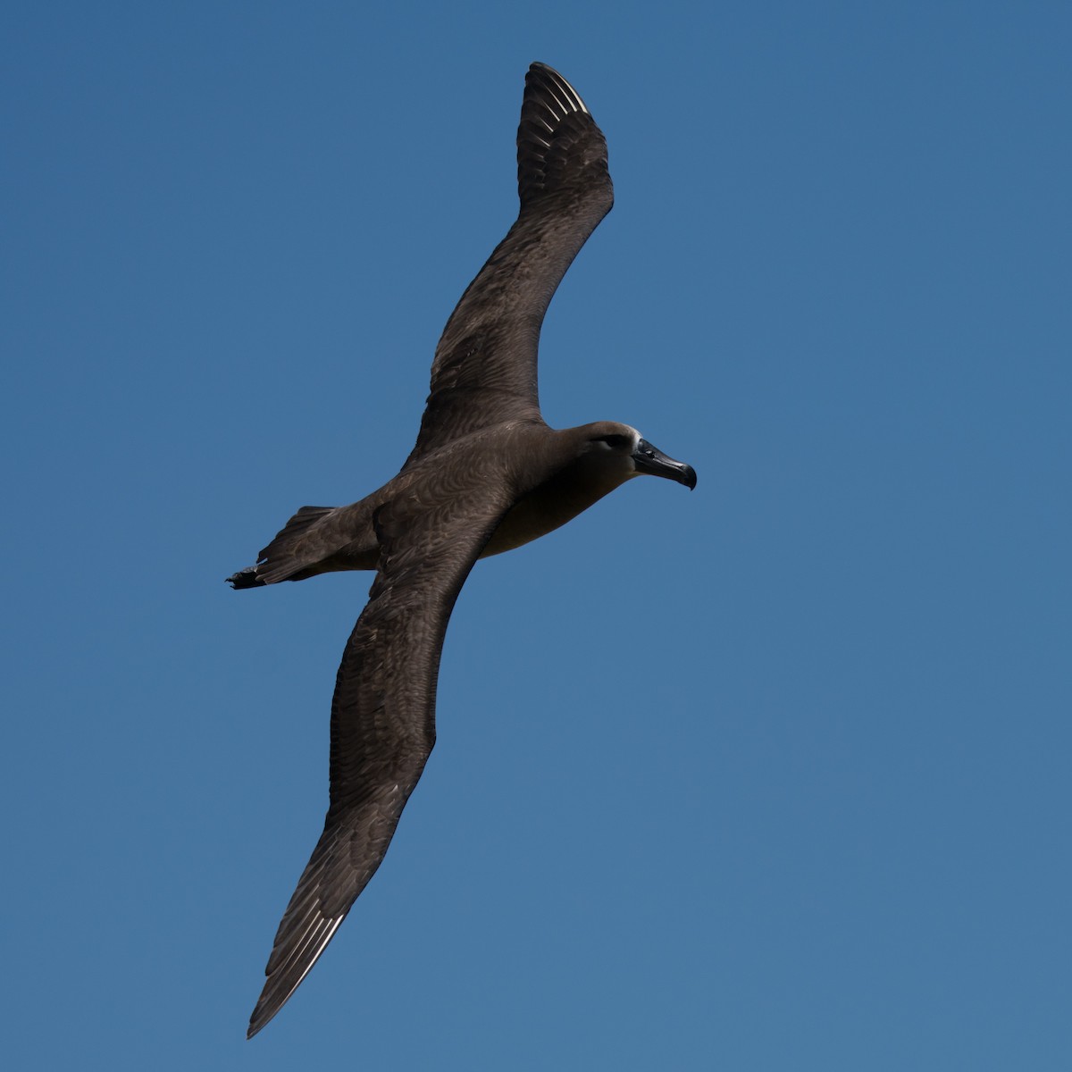 Albatros à pieds noirs - ML434447421