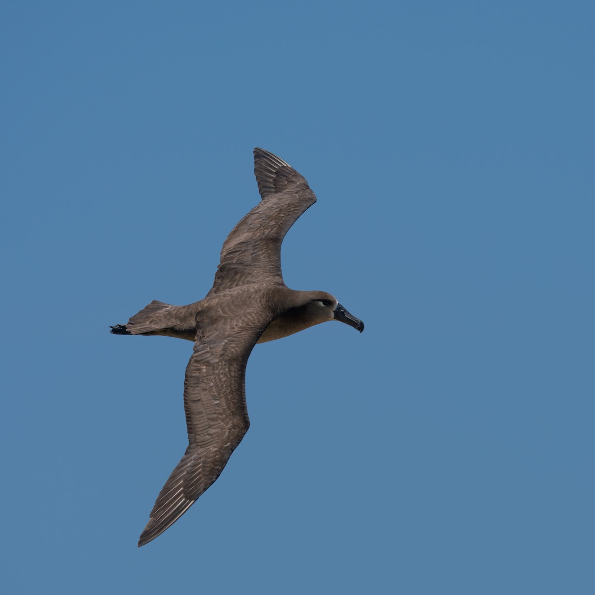 Albatros à pieds noirs - ML434447441