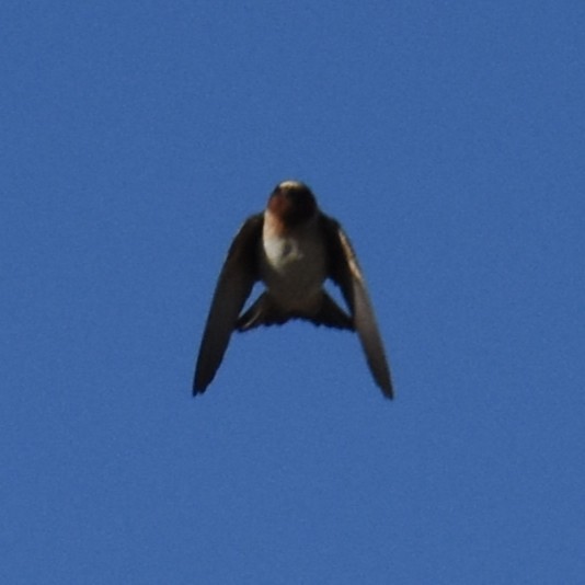 Cliff Swallow - ML434447601