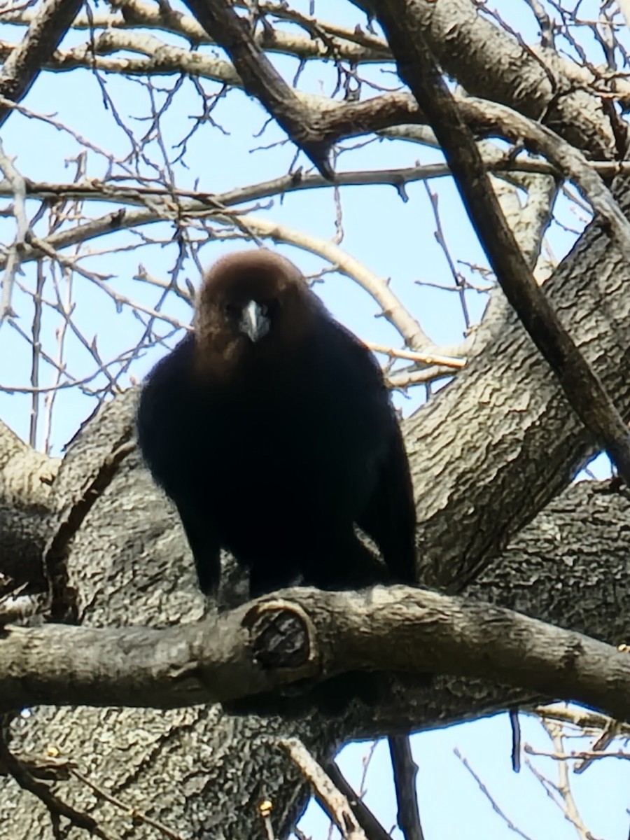 Brown-headed Cowbird - ML434448401