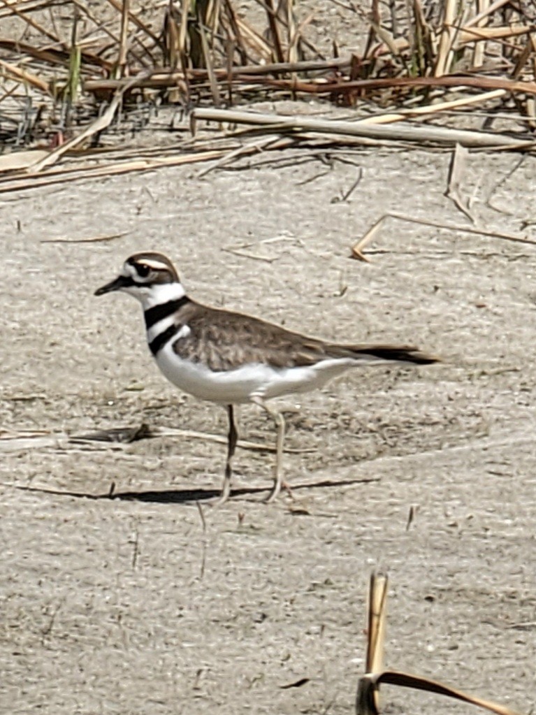 Killdeer - ML434448631