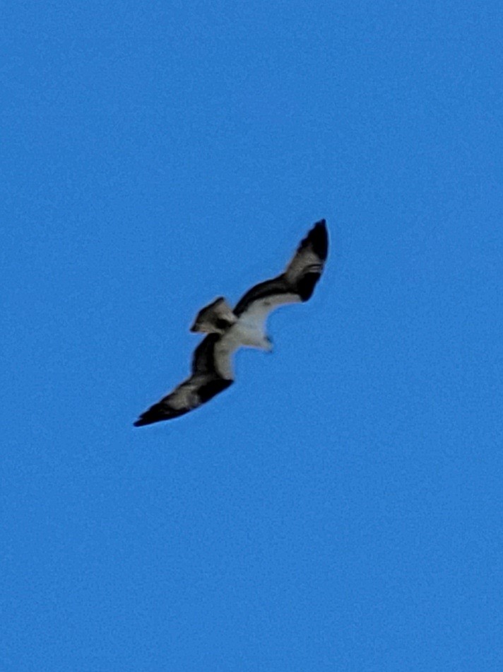 Águila Pescadora - ML434449361