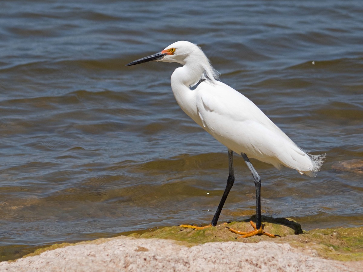 Snowy Egret - ML434449931