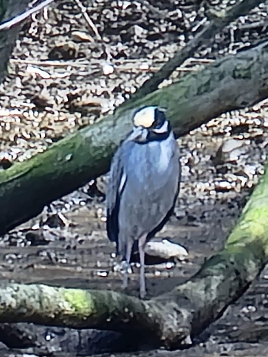 Yellow-crowned Night Heron - ML434449941