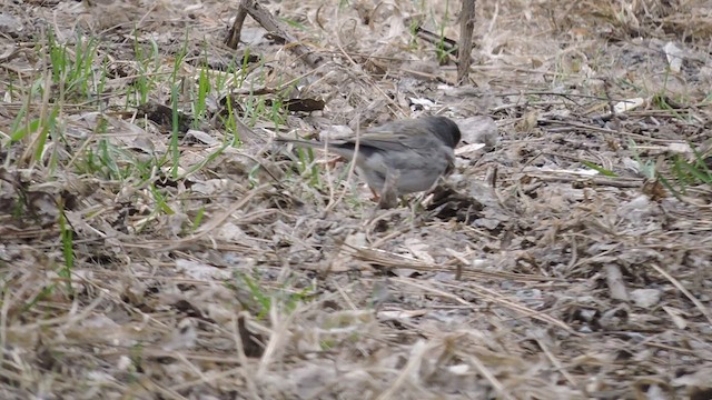 Юнко сірий (підвид cismontanus) - ML434452221