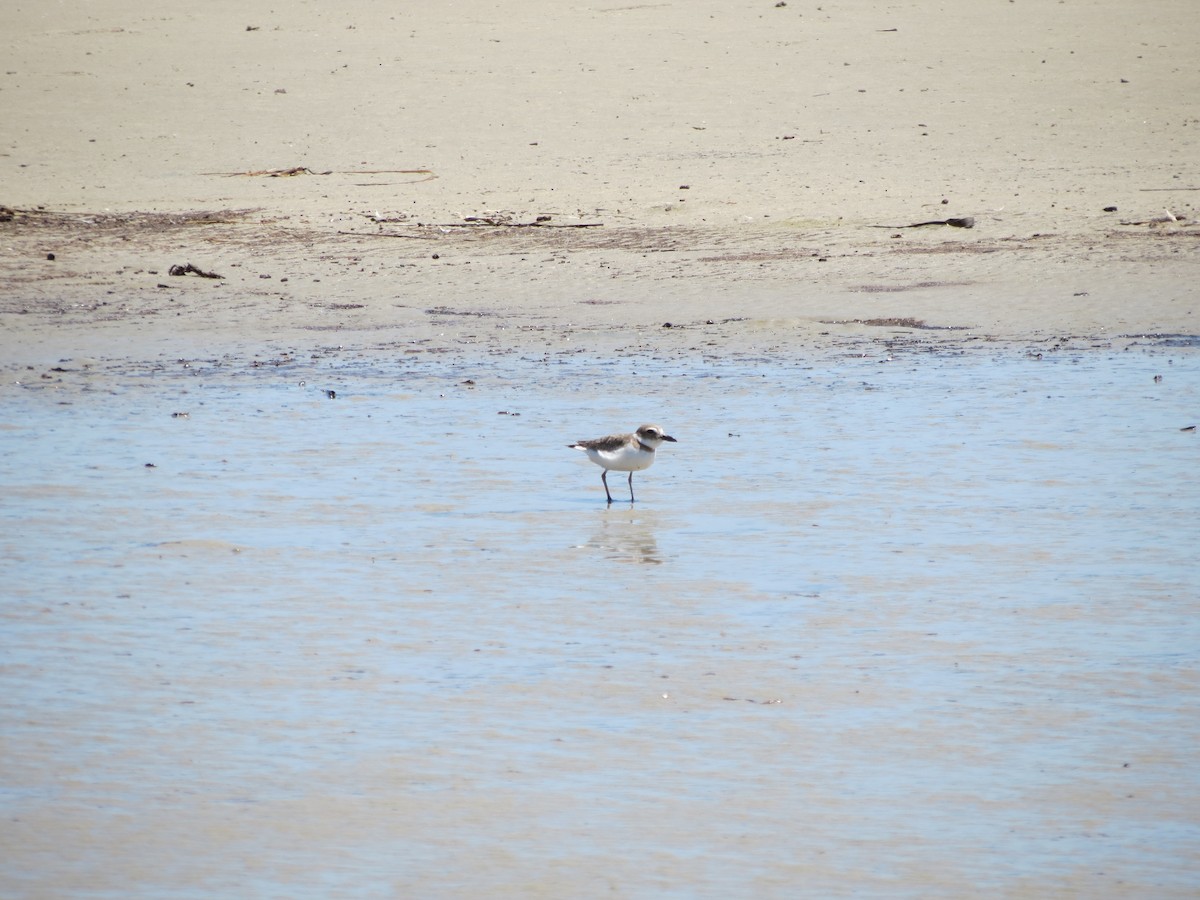 Wilson's Plover - ML434456471