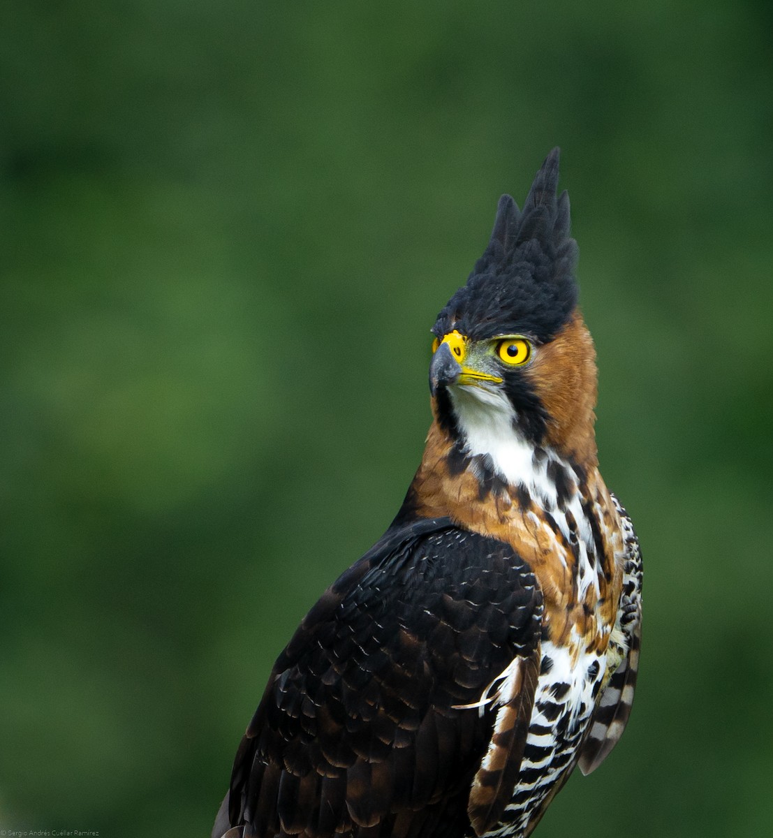 Ornate Hawk-Eagle - ML434456831