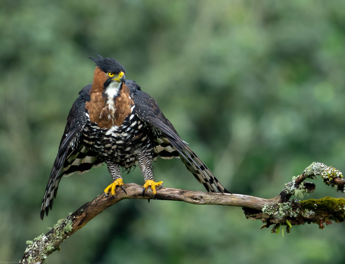 Ornate Hawk-Eagle - ML434456851