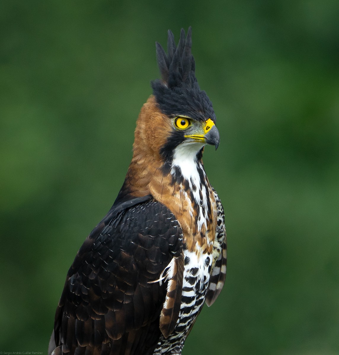 Ornate Hawk-Eagle - ML434456861